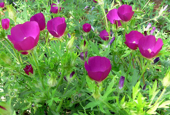 File:Sabini national flower, the winecup.jpg