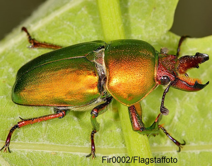 File:800px-Golden stag beetle.jpg