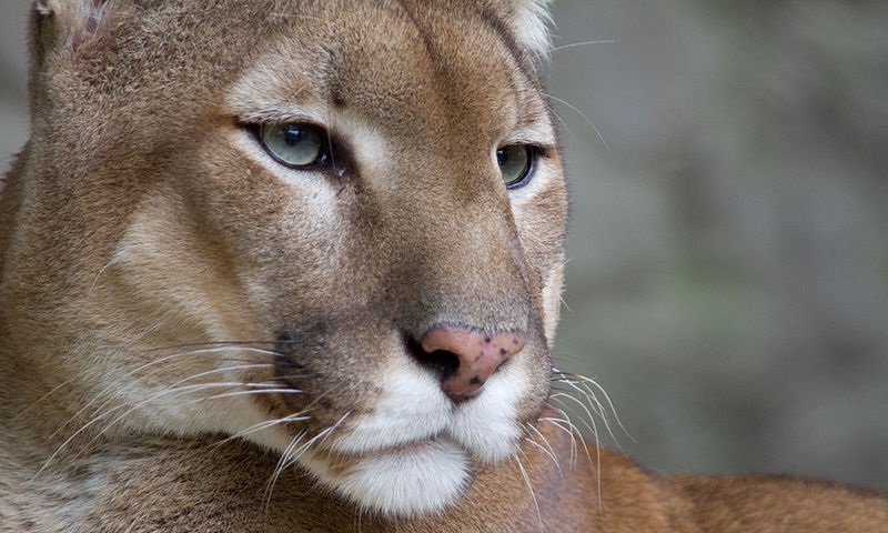 File:Puma sight in Rio de Janeiro, near Ebenthal.jpeg