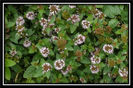 File:Image Water mint.png