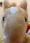 File:Horsie Horse in 2018.png