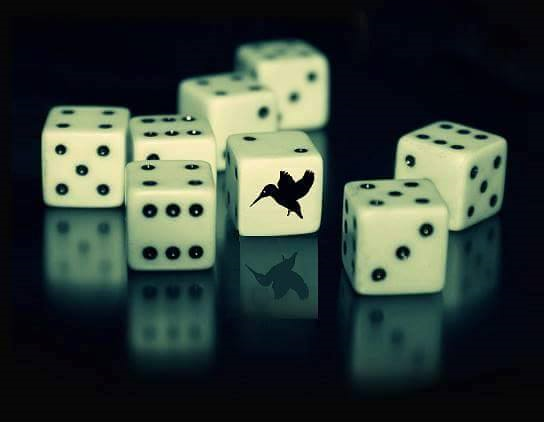 File:Kingfisher dice.png
