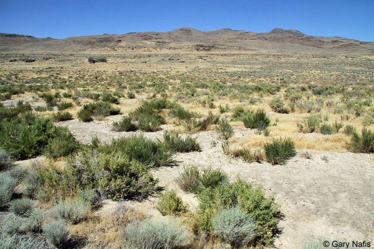 File:Terrain of the Great Basin Desert.jpg