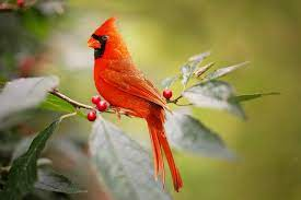 File:Cardinal of ottawa.png