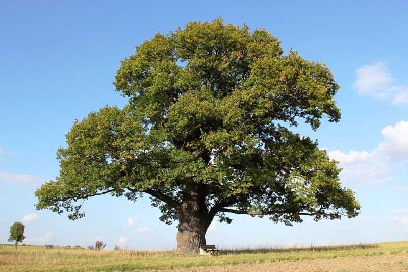 File:Oak tree.jpeg