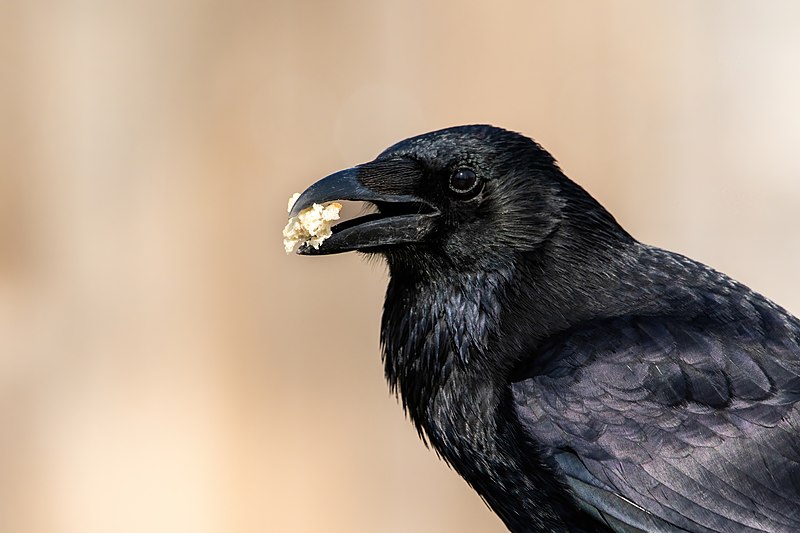 File:Carrion crow with bread.jpg