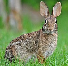File:Eastern cottontail.jpg