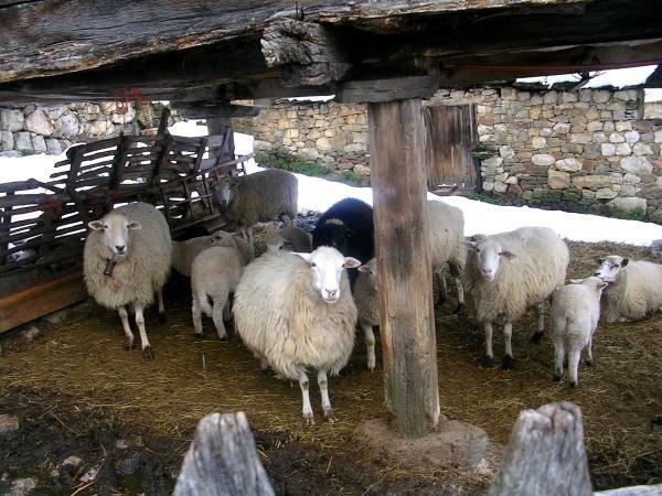 File:Sheep in Tinyana.jpg