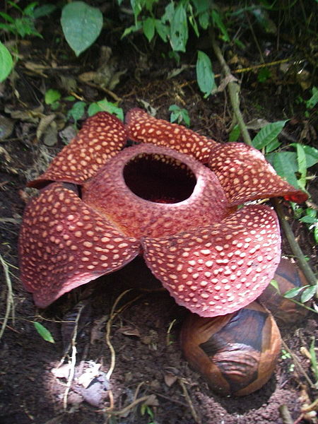 File:Rafflesia sumatra.jpg