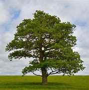 File:Oak tree of ottawa.jpg