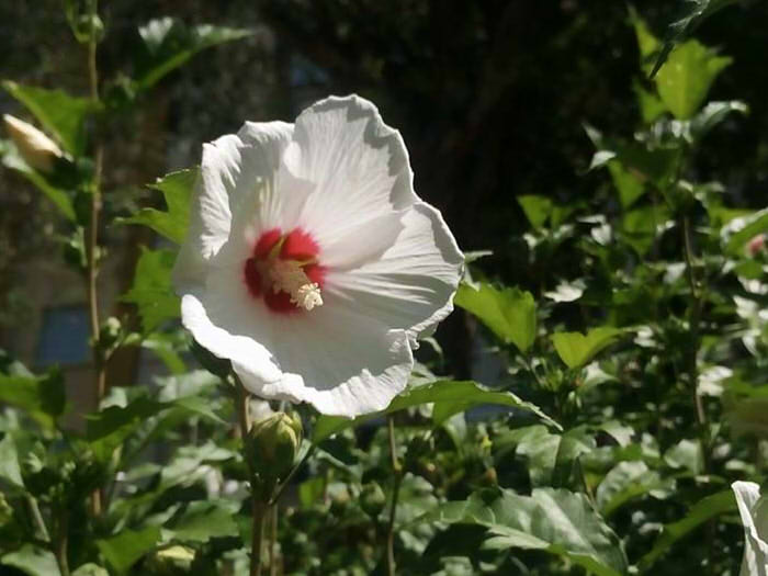 File:Hibiscus in Esmondia.jpg