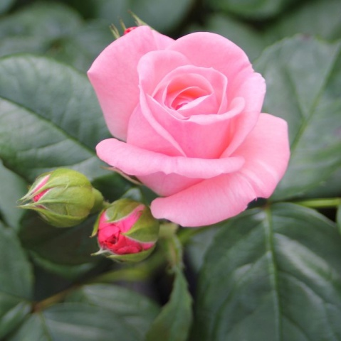 File:Pink roses.png