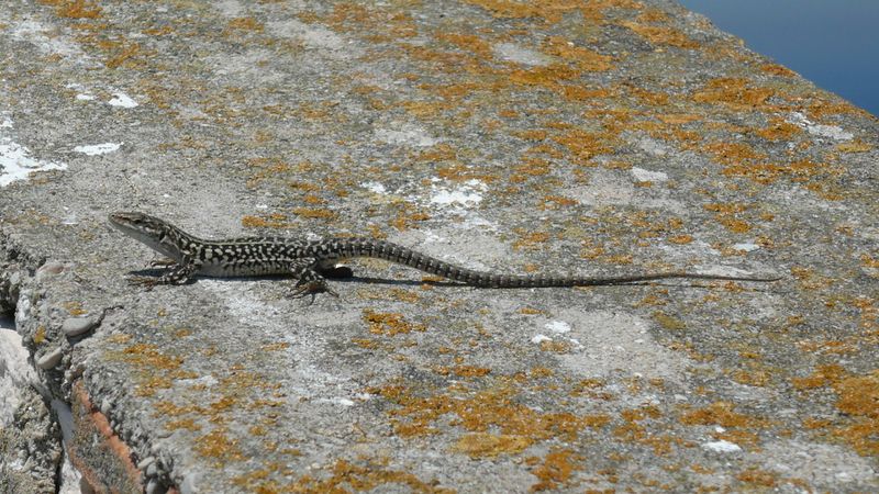 File:Lizard on Palagruža.jpg