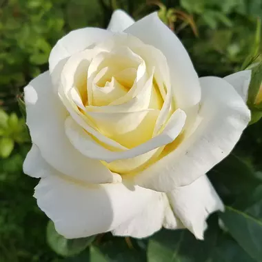 File:White Rose.webp