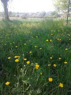 Buttercups in Chester Meadows, May 2016.