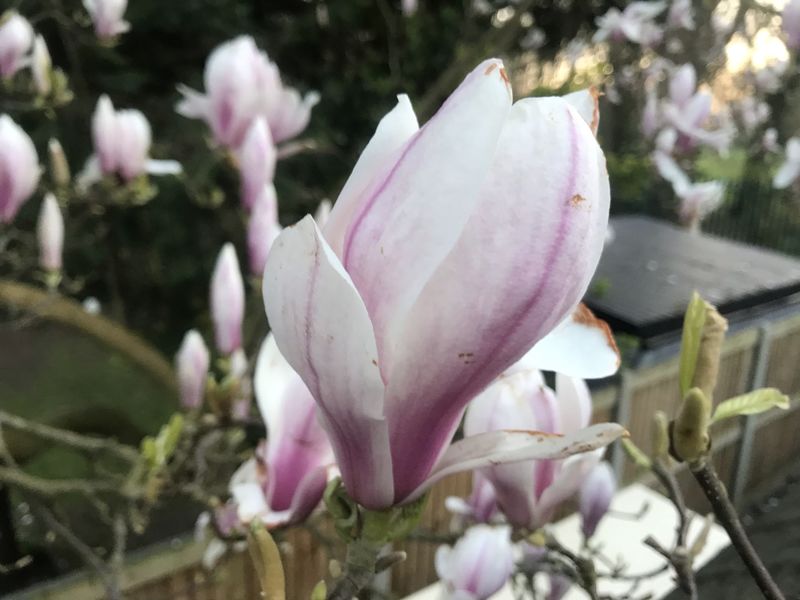 File:Magnolia flowers (Új Repülő, New Eiffel).jpeg