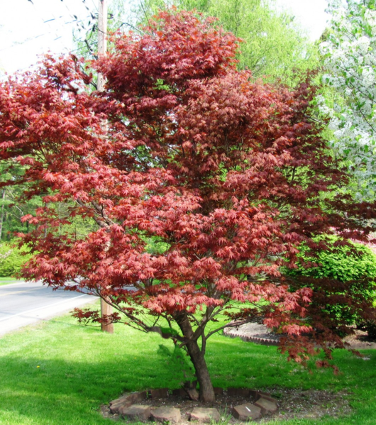 File:Japanese maple.png