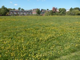 Looking north from the main footpath across a sea of buttercups.