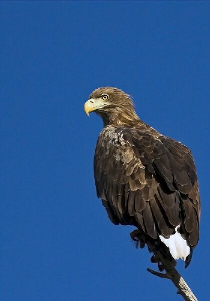 File:White tailed eagle - Ballinfoyleburg.jpg