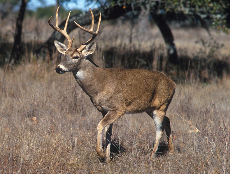 File:White-Tailed Deer.png
