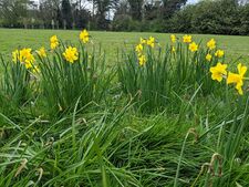 Daffodils in Forestedge, 12 April 2022.