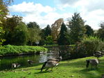 The Wandle in the Grove, 2008.