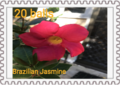 20 ball Brazillian Jasmine Stamp. Part of the F Series (Flower Series).