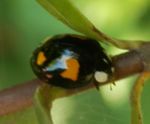 Harlequin ladybird (Harmonia axyridis).