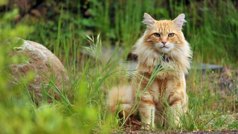 File:Orange-cat-sit-in-the-grass 1366x768.jpg