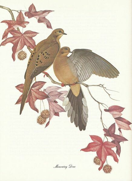 File:Mourning Dove Painting - Begon.jpg