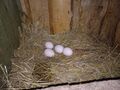 Fresh eggs, ready to be collected (henhouse)