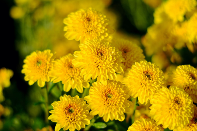 File:Yellow Chrysanthemum.png
