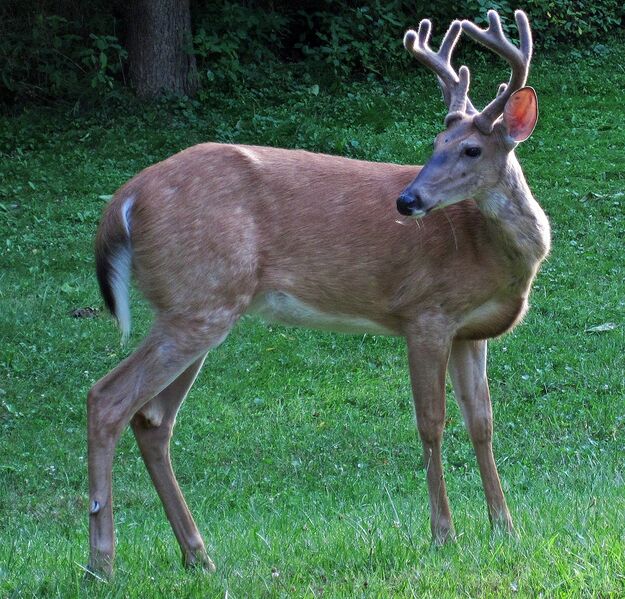 File:The white tailed deer.jpg