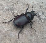 Stag beetle (Lucanus cervus cervus).
