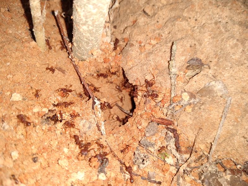 File:Edderton ants.jpg