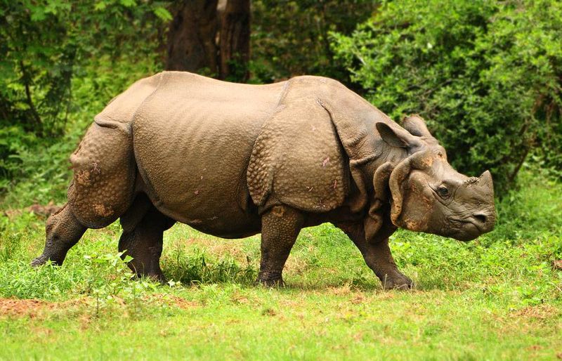 File:Great-Indian-one-horned-rhinoceros-at-Kaziranga-national-park-in-Assam-India.jpg
