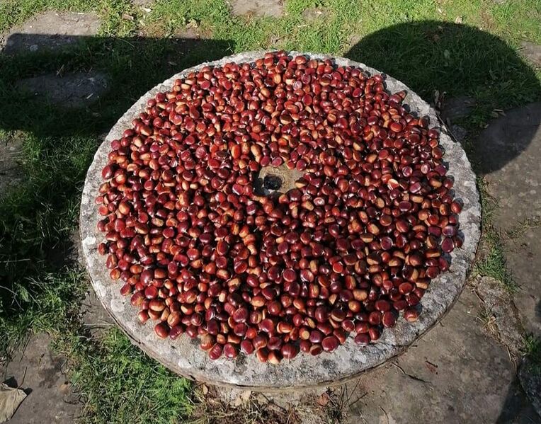 File:Chestnuts in Ca' Pallai on october 2022.jpg