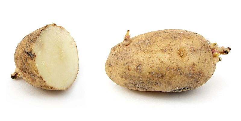 File:The-mighty-russet-potato.jpg