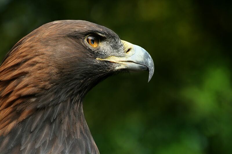 File:Golden Eagle - Richard Bartz.jpg