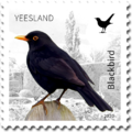 No 9. - Birds - Blackbird