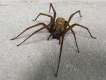 Giant house spider (Eratigena atrica).