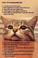 the Cat commandments