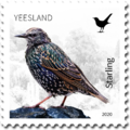 No 13. - Birds - Starling