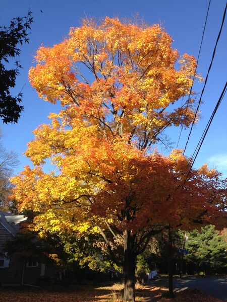 File:Sugar Maple during autumn along Patton Dr in Ewing NJ.jpg