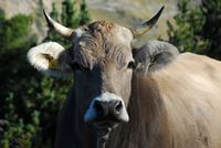 A brown cow