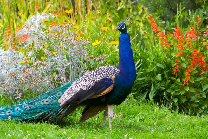 File:Peacock-in-garden.jpg