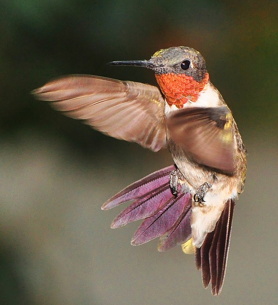 File:Ruby Red-throated hummingbird.png