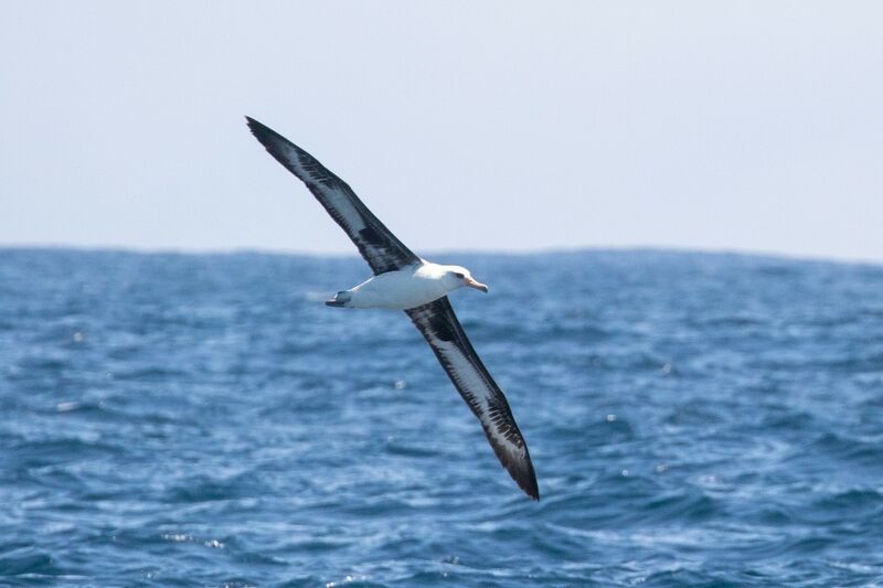 File:Albatross.jpg