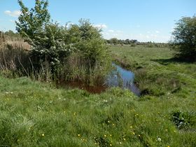 A boggy area of heathland.