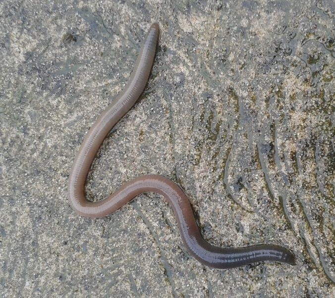 File:Lumbricus terrestris, common earthworm.jpg